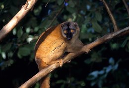 Arbre;-Archipel-des-Comores;-Faune;-France;-Kaleidos;-Kaleidos-images;-La-parole-à-limage;-Laurent-Abad;-Lémurien;-Maki;-Mayotte;-Nature;-Océan-Indien;-Primate;-Stories-Pictures